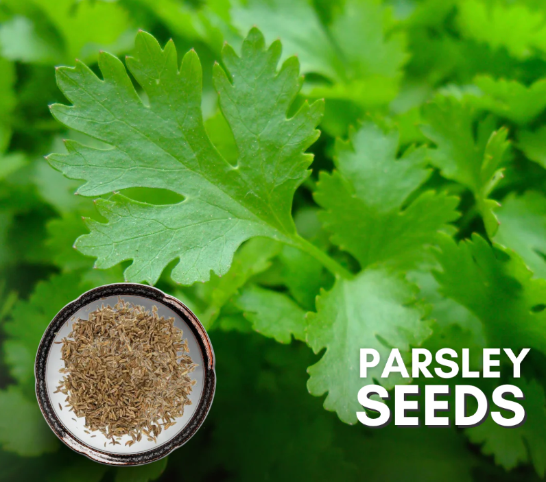 [2410004814] Parsley Seeds 1kg 