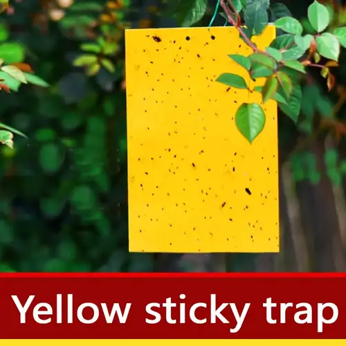 [6206]  FLY TRAP STICKERS WITH PHERMON